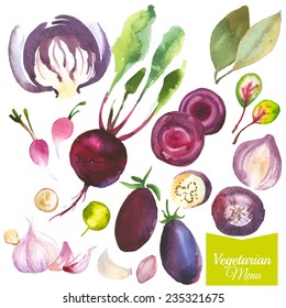 Watercolor vegetables and herbs. Provencal style. Recent watercolor paintings of organic food. Beet, cabbage, bay leaf, garlic, radishes, onions