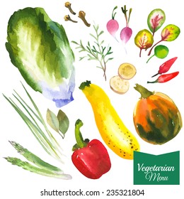 Watercolor vegetables and herbs. Provencal style. Recent watercolor paintings of organic food. Radishes, zucchini, pepper, bay leaves, ginger, green onion, asparagus, rosemary, cloves, pumpkin.