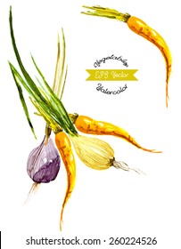 Watercolor vegetables. Onion and carrot. Vector illustrated