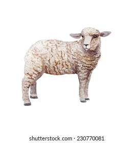 Watercolor vintage lamb standing. Hand drawn farm animal illustration in vector. Isolated on white background.