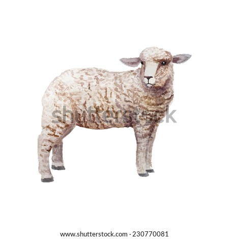 Watercolor vintage lamb standing. Hand drawn farm animal illustration in vector. Isolated on white background.