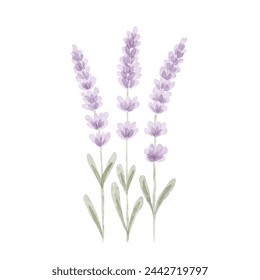 Flores de lavanda violeta de acuarela aisladas sobre fondo blanco