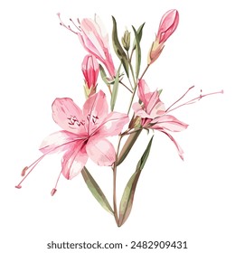 Watercolor of Watsonia flower, isolated on a white background, Watsonia vector, drawing clipart, Illustration Vector, Graphic Painting, design art, logo