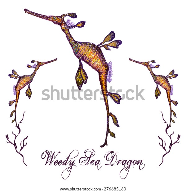 Watercolor Weedy Seadragon isolated on white\
background. Tropical fish card, postcard, invitation. Elegant\
concept for Aquarium, Swimming Lessons, Diving courses, Eco\
Tourism. Element for your\
design.