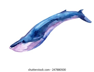 Watercolor whale. Hand painted vector illustration.