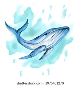 Watercolor Whale illustration for your business or merchandise