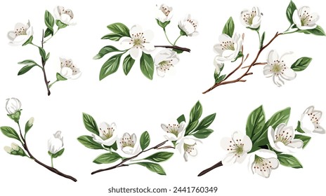 Watercolor white cherry blossom flower blooming collection set. White sakura flower on white background