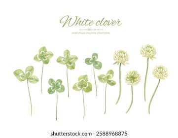 Watercolor white clover background painted in watercolor