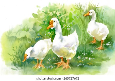 Watercolor white ducks on green summer grass vector illustration