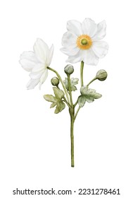 Watercolor white flower blooming. Anemones bouquet illustration isolated on white background. Suitable for decorative winter festivals, spring, wedding, invitations, or greeting cards.