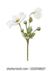 Watercolor white flower blooming. Anemones bouquet illustration isolated on white background. Suitable for decorative winter festivals, spring, wedding, invitations, or greeting cards.