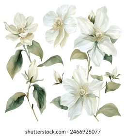 watercolor white flowers set illustration