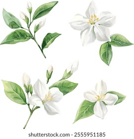 watercolor white jasmine flowers set on white, vector set, perfect for invitation wedding card