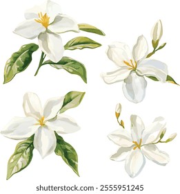 watercolor white jasmine flowers set on white, vector set, perfect for invitation wedding card