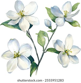 watercolor white jasmine flowers set on white, vector set, perfect for invitation wedding card