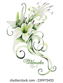 Watercolor white lilies isolated on white background. Vector floral bouquet 