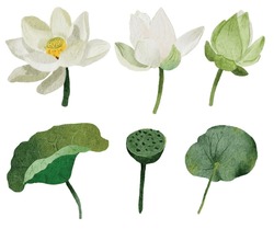 Watercolor White Lotus Elements Collection On White Background Isolated