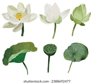 watercolor white lotus elements collection on white background isolated