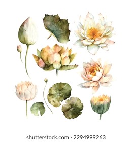 Watercolor white Lotus flower, vector illustration.Isolated on a white background.