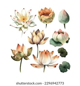 Flor de Lotus blanca acuarela, ilustración vectorial.Aislada sobre un fondo blanco.