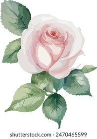 Watercolor white rose flowers, vector illustration