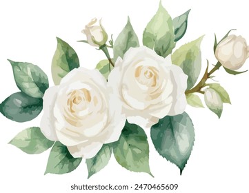 Watercolor white rose flowers, vector illustration