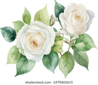 Acuarela flores de rosas blancas, Ilustración vectorial