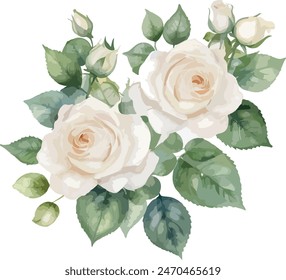 Watercolor white rose flowers, vector illustration