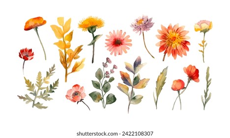 Watercolor wild flowers. Botanic garden elements. Vector isolated illustration