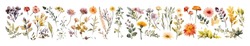 Watercolor Wild Flowers, Leaves And Grass Set. Collection Botanic Garden Elements. Vector Isolated Illustration In Vintage Style