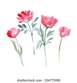 Watercolor Wild   flowers  set. Hand drawn vector illustration.