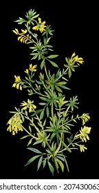 Watercolor wild yellow flower bush on black background vector illustration 