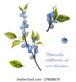 Watercolor wildberries branches set. Hand drawn isolated natural elements: blue berries, leaves, twigs. Vector illustration