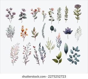 watercolor wildflower herb vector in white background. 