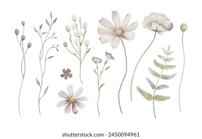 Watercolor wildflowers, meadow flowers elements isolated on white background