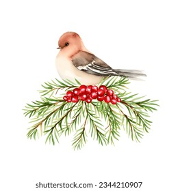 Watercolor winter bird on fir twig with red holly berries, vector. Isolated on white