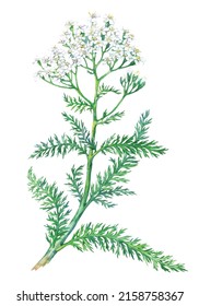 Watercolor Yarrow flower medicinal plant isolated on white background. Achillea millefolium. Vector hand drawn herb illustration