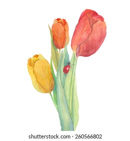 Watercolor yellow and red tulips bouquet. Isolated natural art on white background. Hand painted spring flowers posy with ladybird. Artistic vector illustration