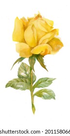 Watercolor Yellow Rose Vector