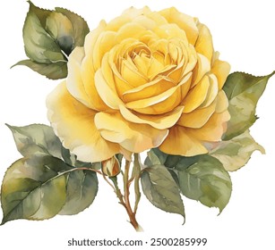 Watercolor yellow roses bouquet illustration. Hand draw rose flower