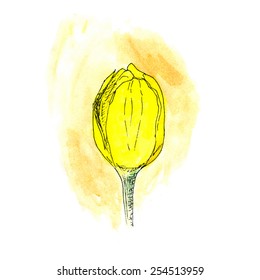 watercolor yellow tulip flower