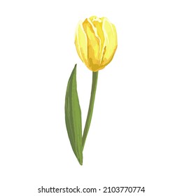 watercolor yellow tulip vector hand drawing hand drawing