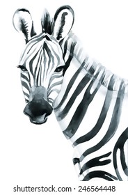 Watercolor zebra isolated on white background. Vector illustration