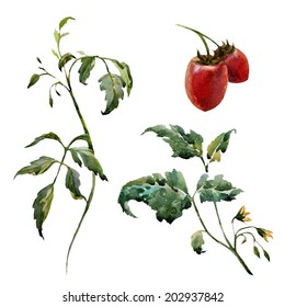 Watercolor,food, Tomato