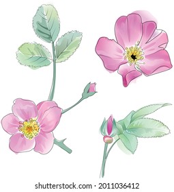 Dibujos vectoriales de coloración acuática de caderas de rosas.