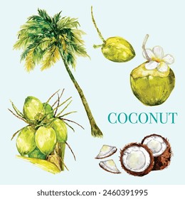 watercolour coconut tree with variety of coconut fruits