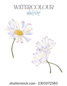 Watercolour daisies, hand drawn daisy set 