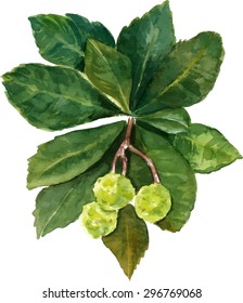 A watercolour drawing of a branch of abstract green leaves with fruits, scalable vector graphic