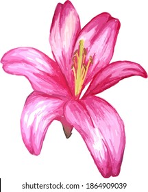 Watercolour drawing of pink lily isolated on white background.