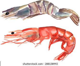 A watercolour drawing of two shrimps, one pink and one tiger, scalable vector graphic